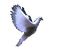 dl.gif